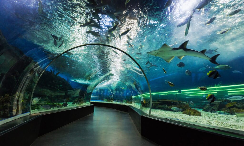 Dubai Aquarium 1