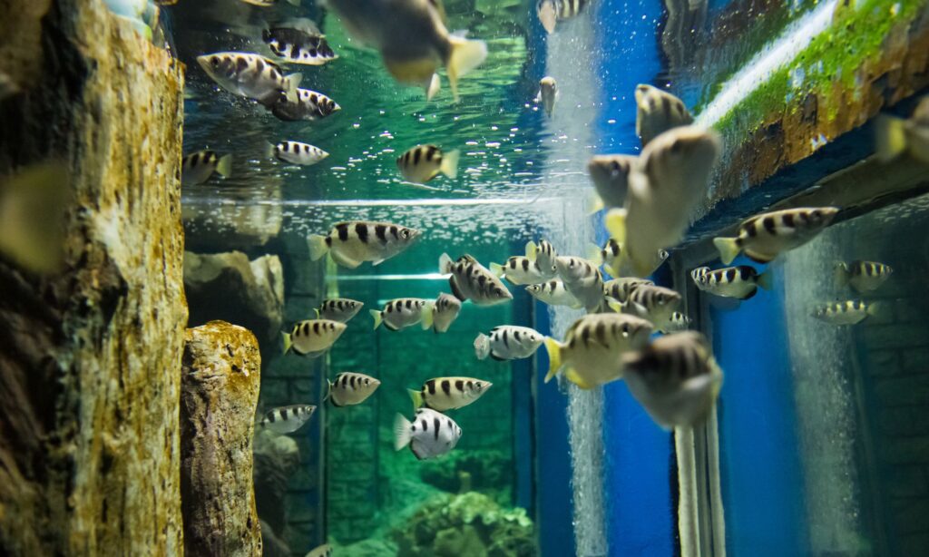 Dubai Aquarium 2